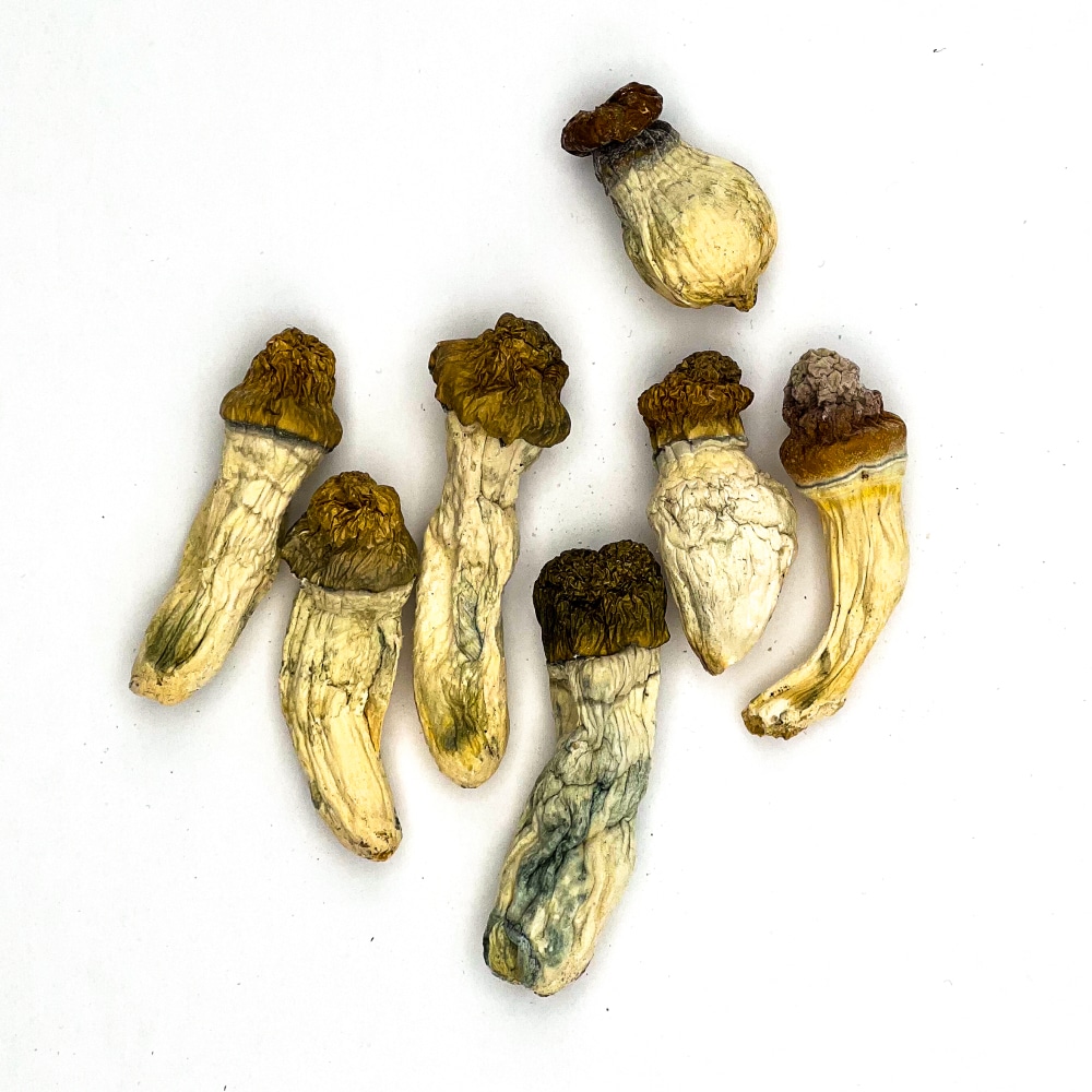 Penis Envy Magic Mushrooms