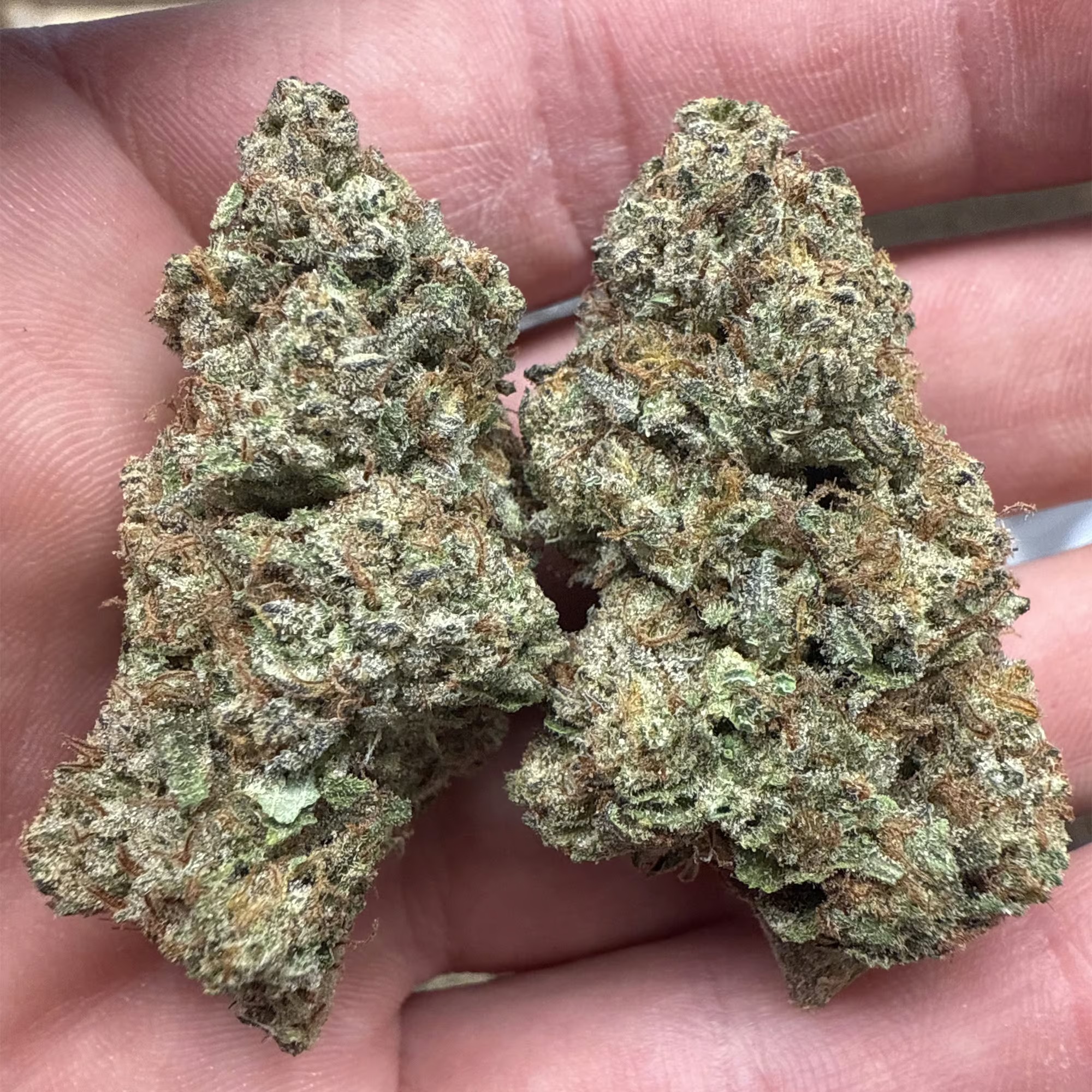 Gelato Punch THCa Flower