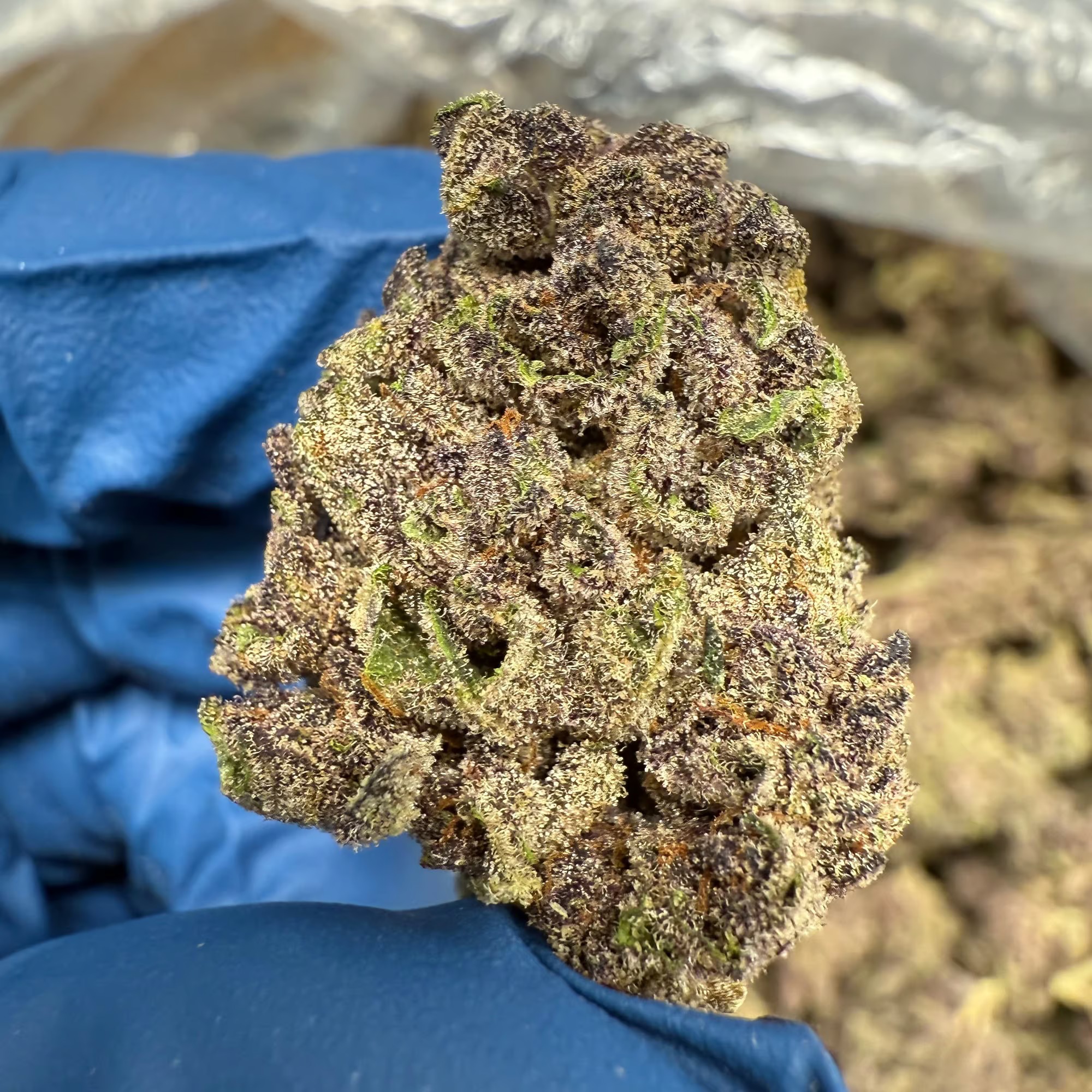 Gorilla Skunk THCA Flower