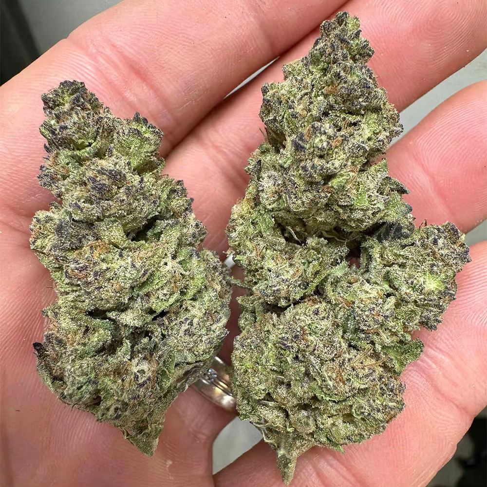 Sherbet THCa Flower Pounds