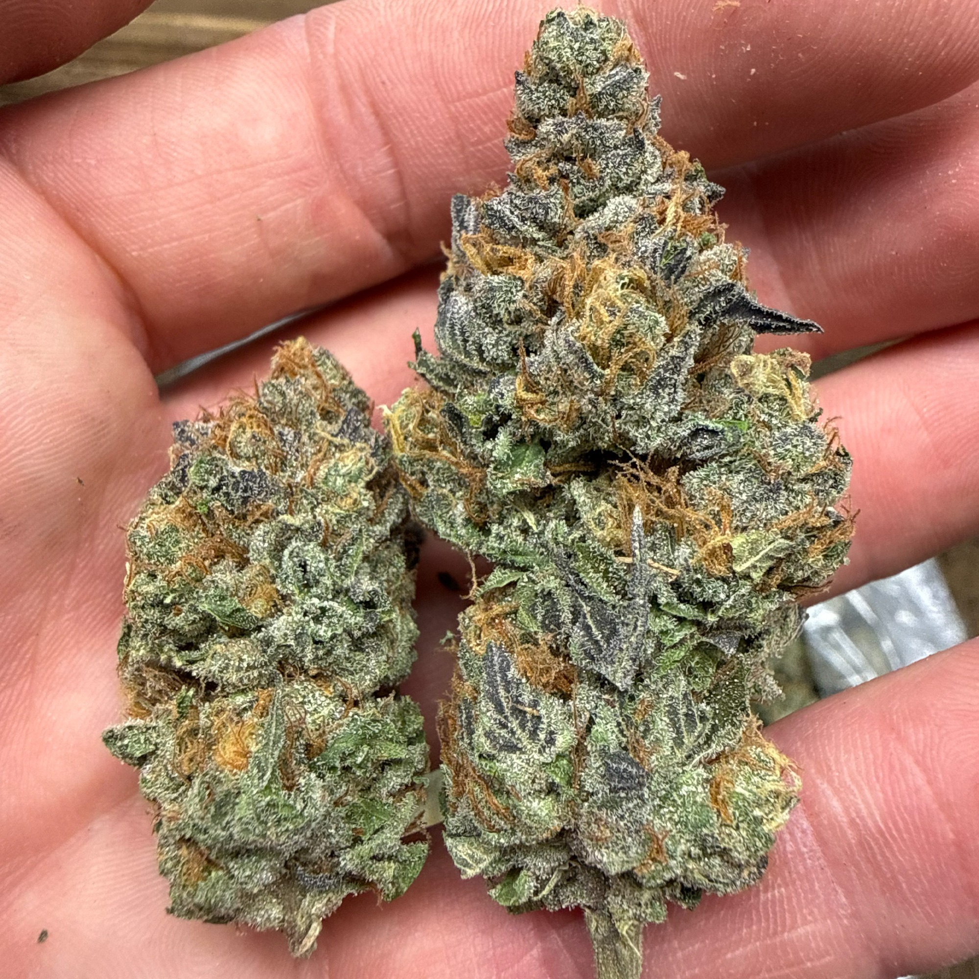 White Truffle THCA Flower